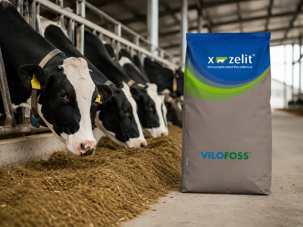 An X-Zelit bag standing beside a feed barrier in a dairy shed, with Holstein cows feeding on a mixed ration.